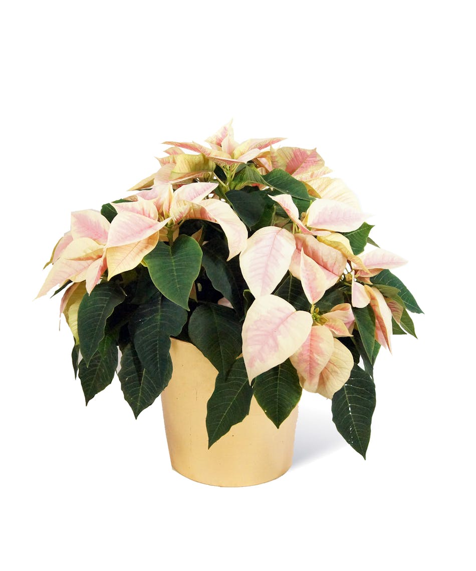 Marble Poinsettia - Neubauer’s Flowers