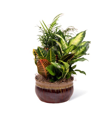 Modern Dish Gardens - Neubauer's Flowers