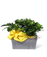 Gardenia Planter