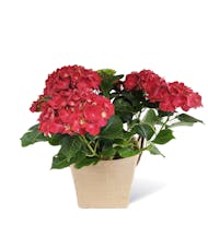 Red Hydrangea Plant