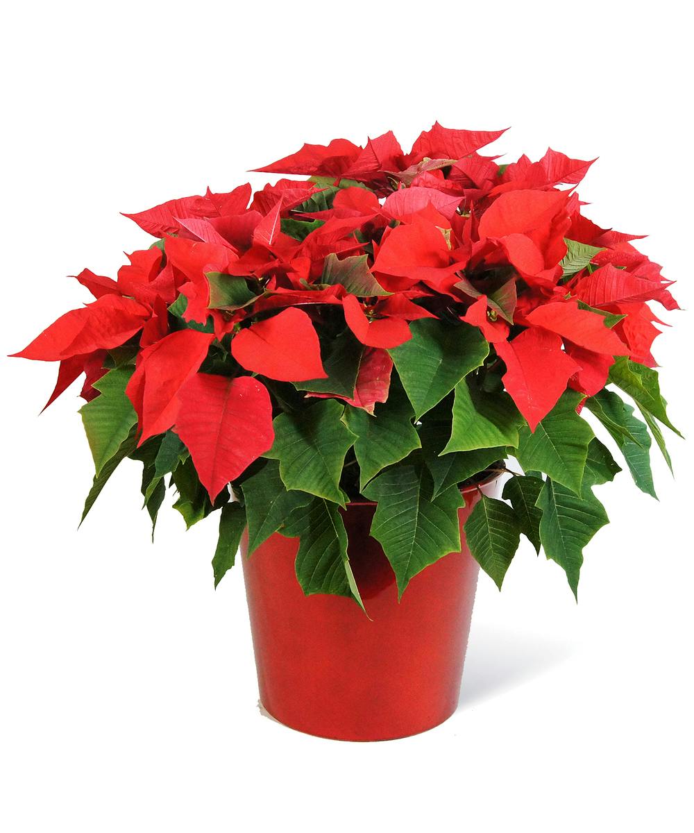 christmas plant with red leaves