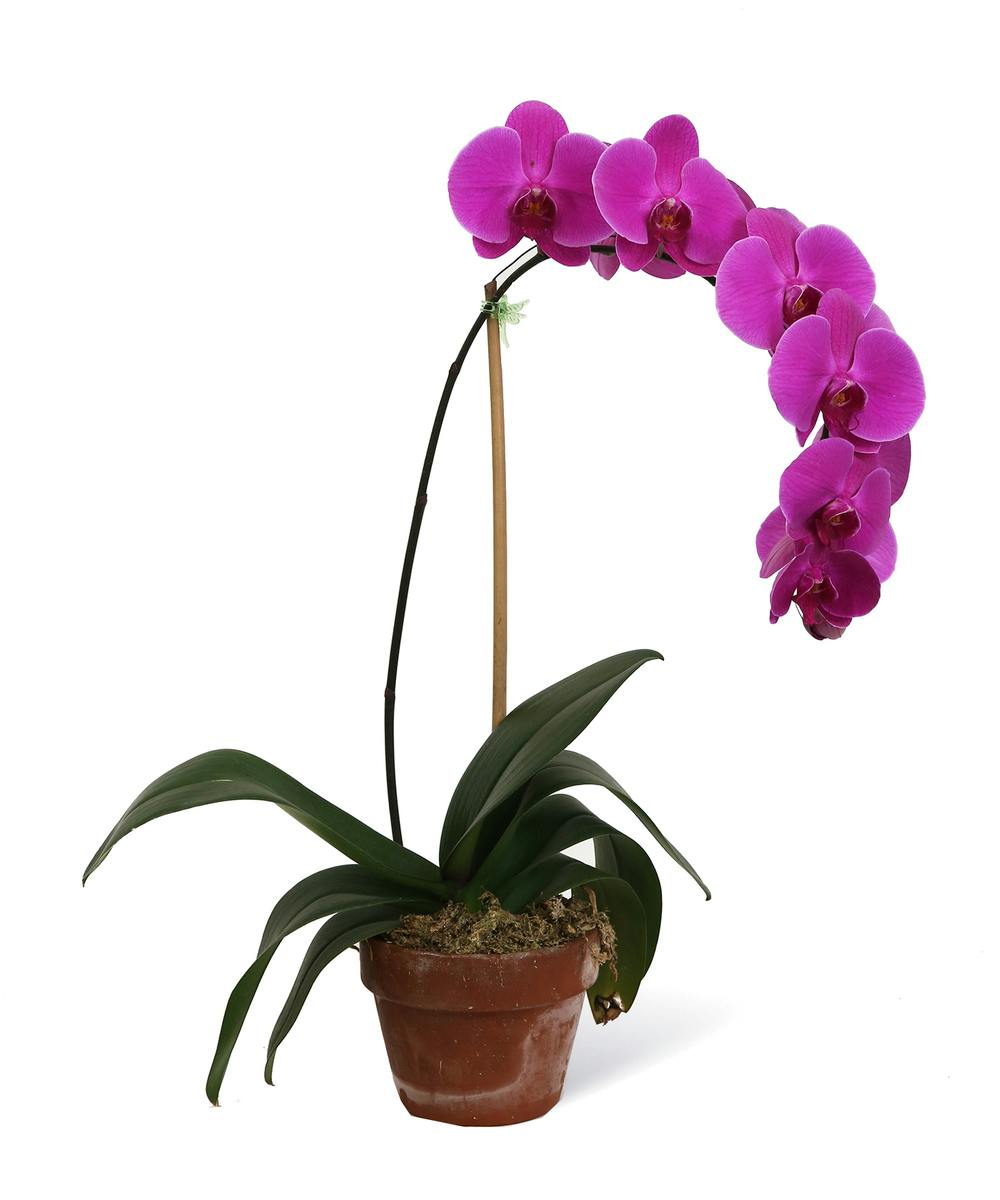 Purple Phalaenopsis Orchid Uniontown (PA) Same-day Delivery - Neubauer's  Flowers