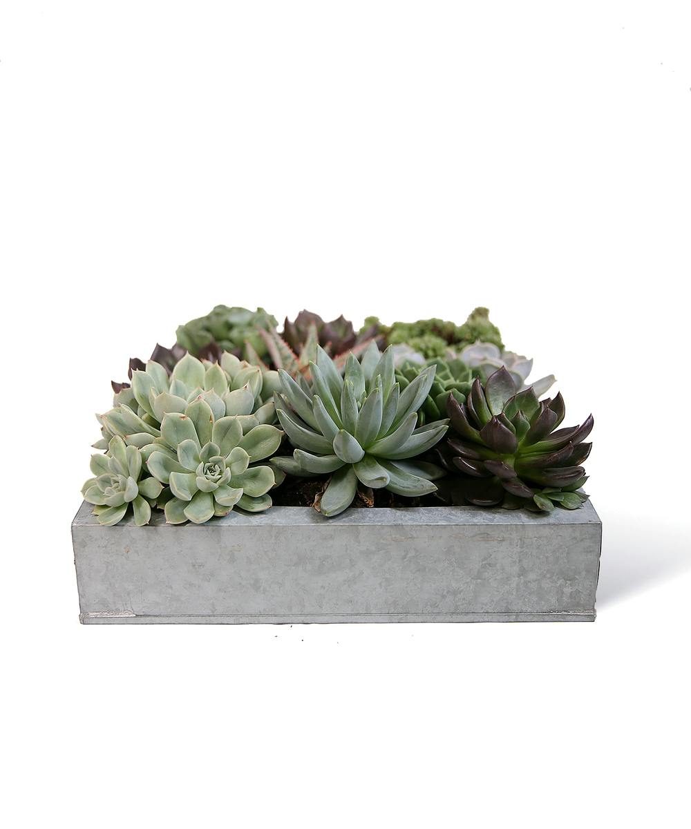 Square Succulent Garden - Neubauer's Flowers