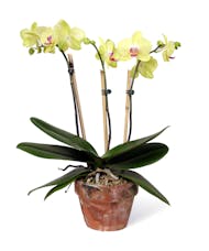 Green Phalaenopsis Orchids