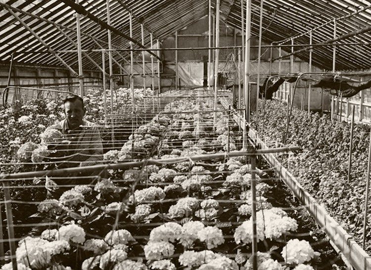 A Neubauer's employee tends to flowers in our greenhouse, circa 1950
