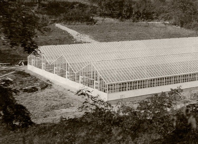 An aerial view of our triple-wide greenhouse, as seen in the early 20th century